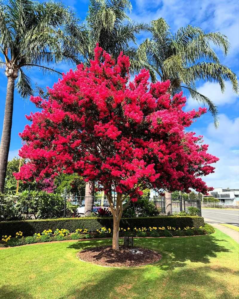 Crepe Myrtle That Steals Summer Show