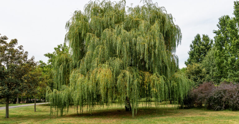 7 Trees In Florida You Can Prune In March