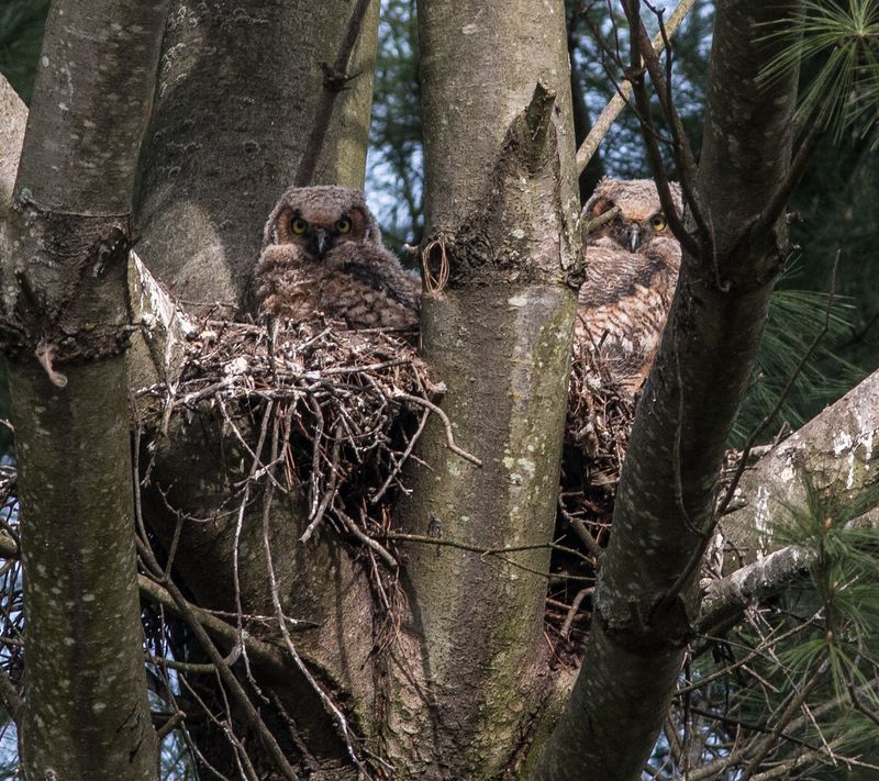 Mighty Oaks That Support Large Owl Nests