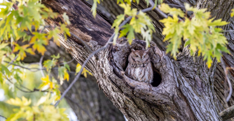 owl in a tree