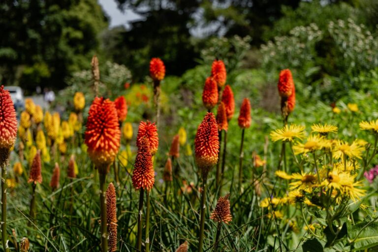 red hot poker