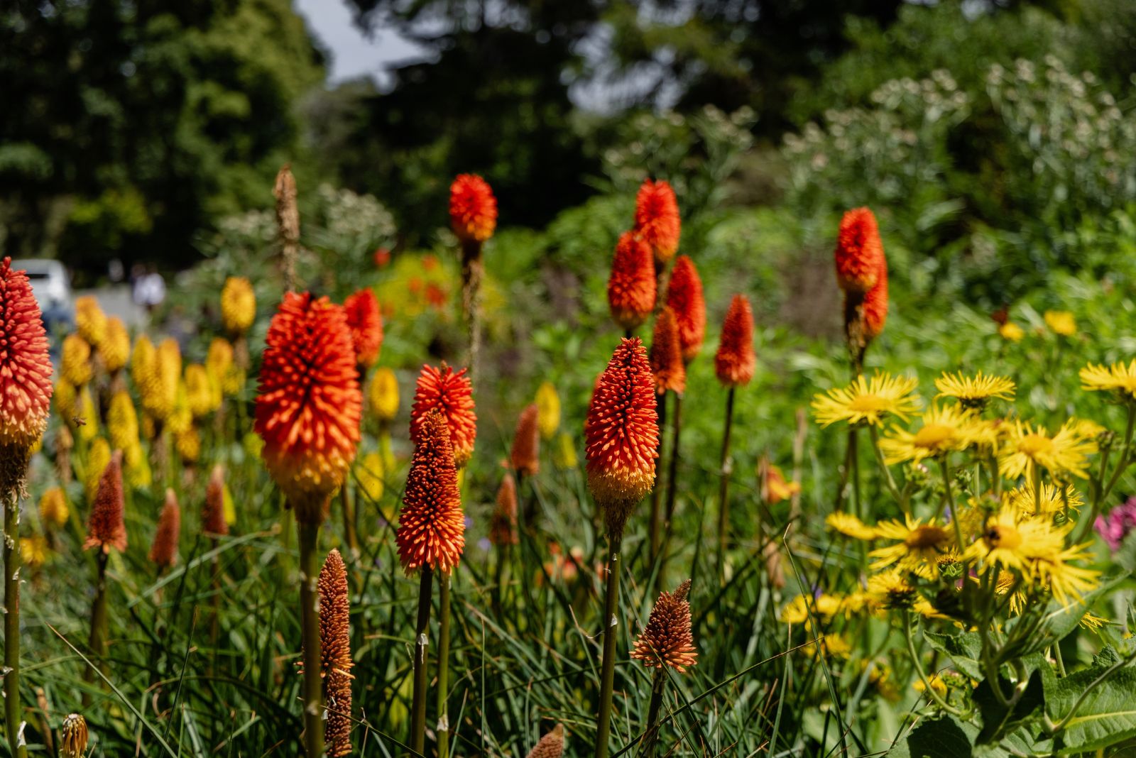 red hot poker