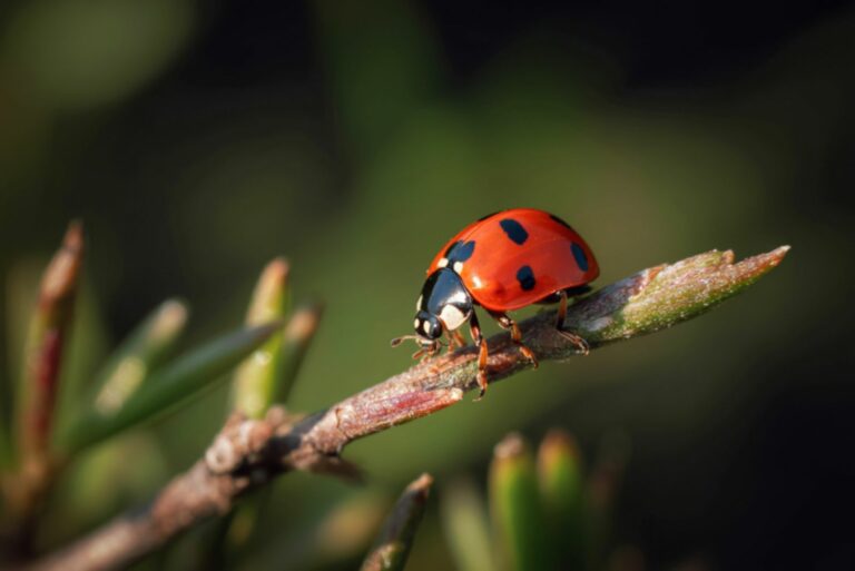 ladybug