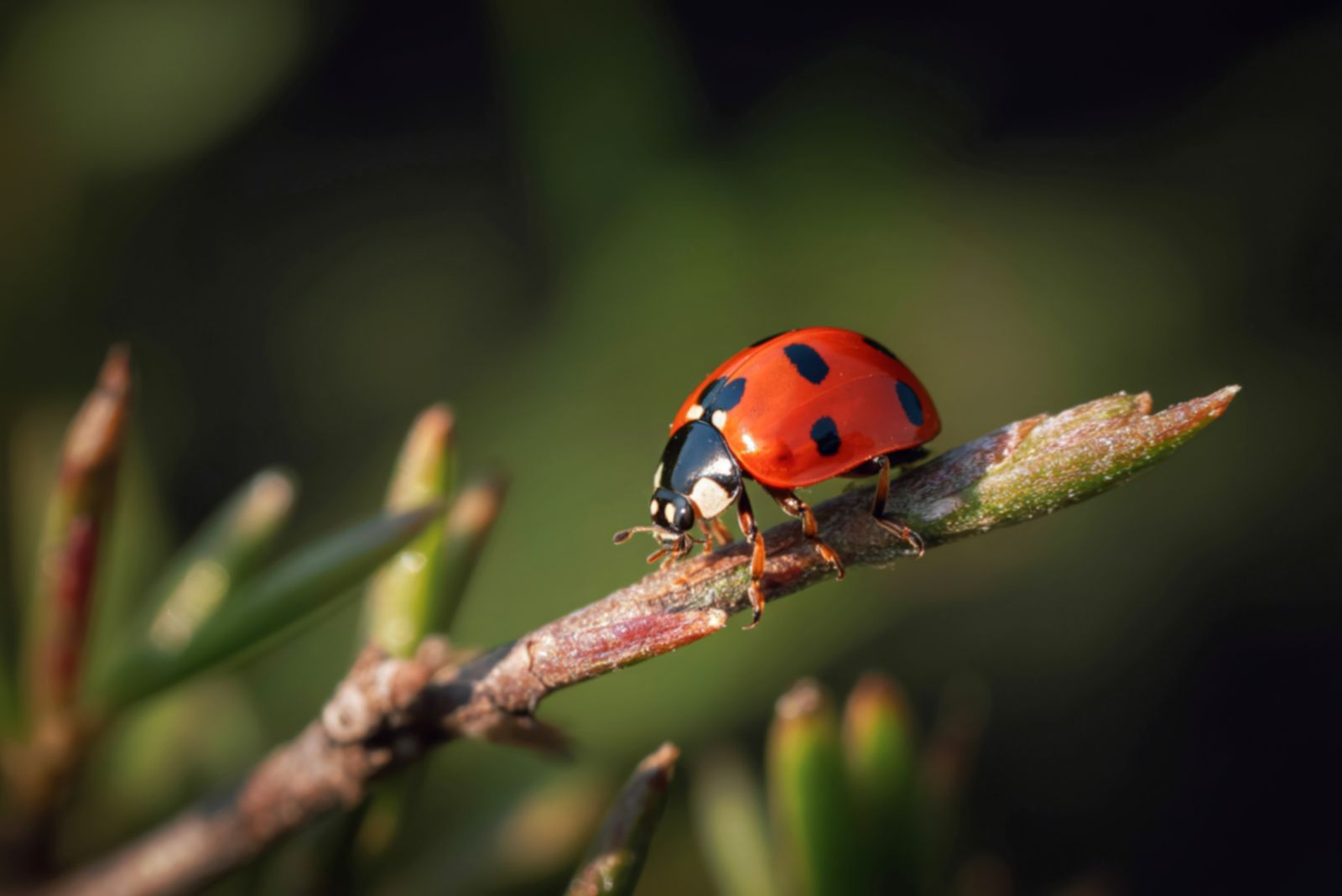 ladybug