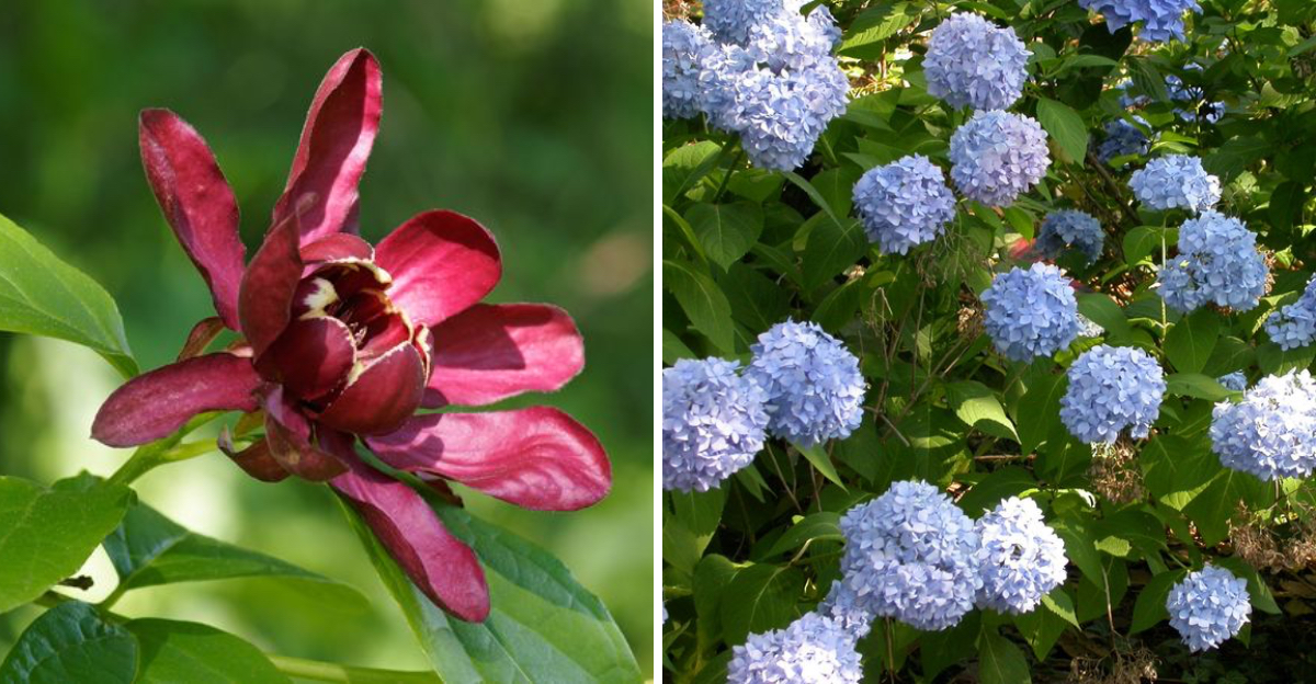 Sweetshrub and hydrangeas