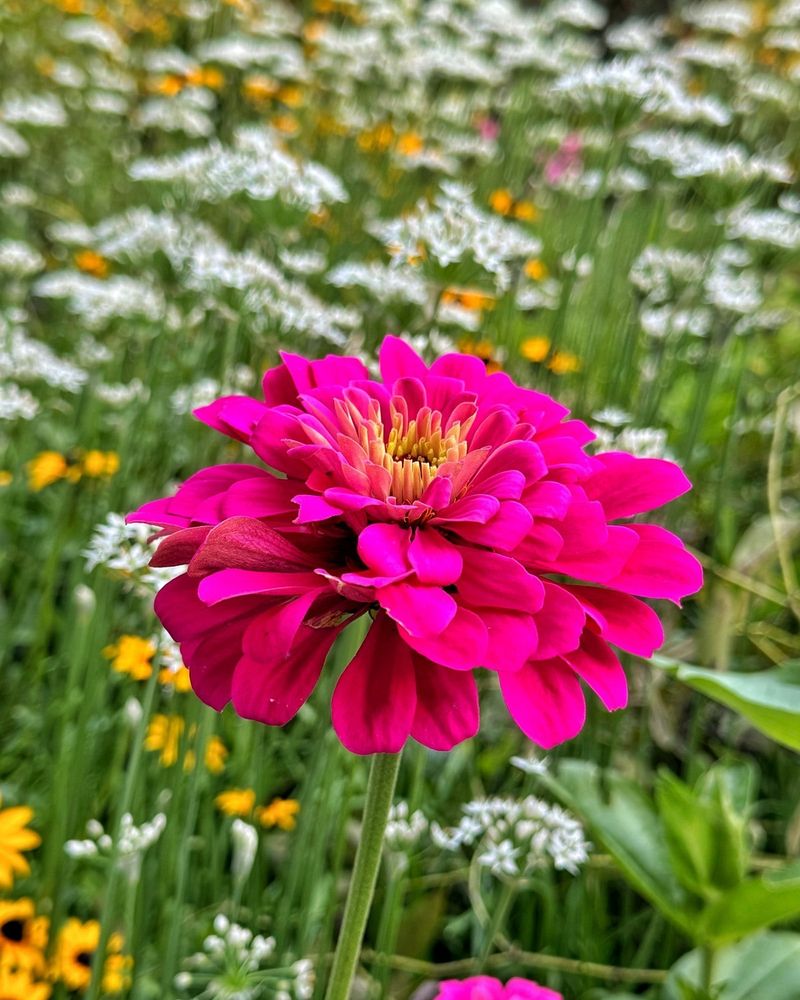 Zinnias Grow Fast Once Soil Warms