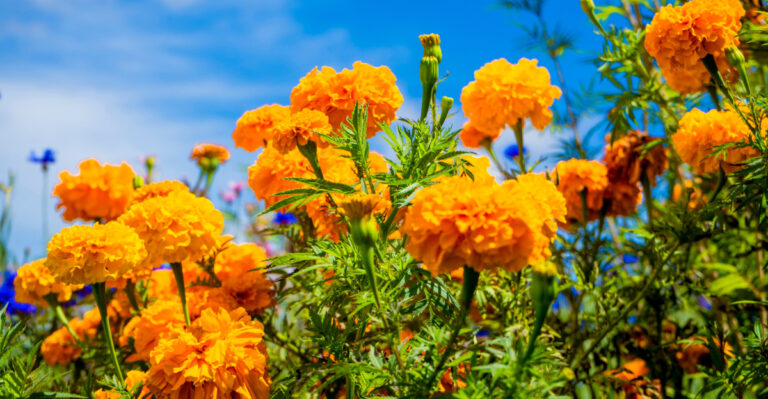 plants (featured image)