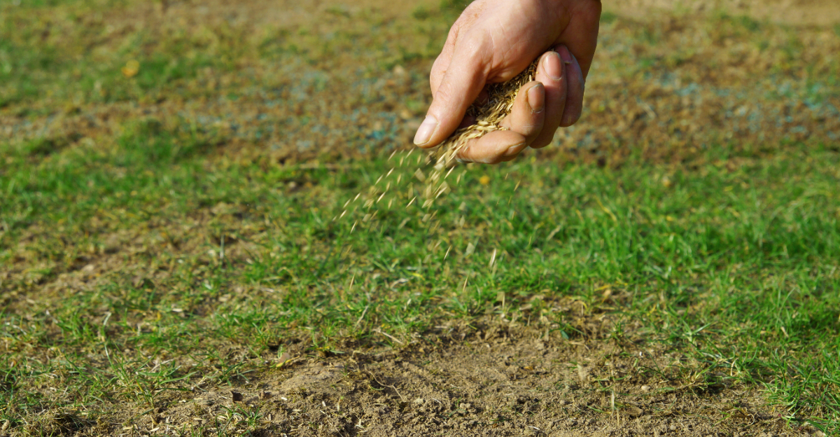 lawn overseeding