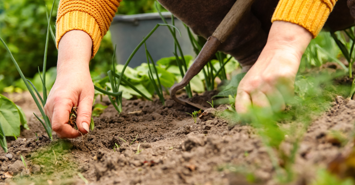 plucking weeds