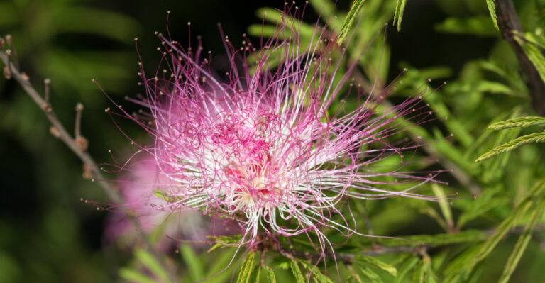 plant (featured image)