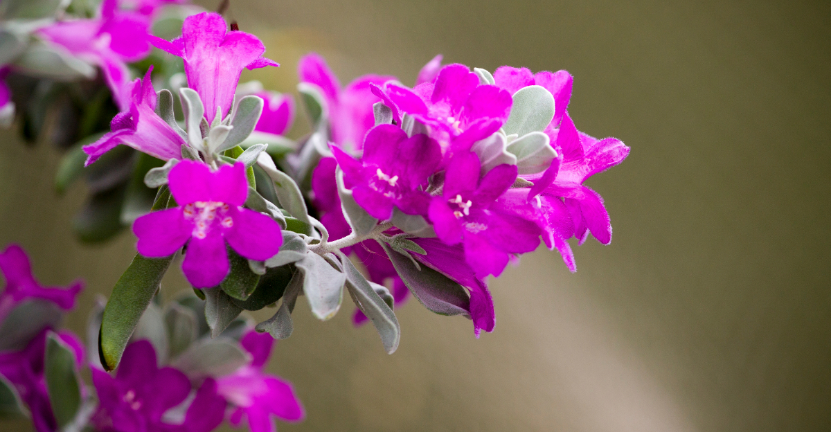 8 Beautiful Flowering Shrubs To Plant In Arizona Instead Of Hydrangeas Right Now