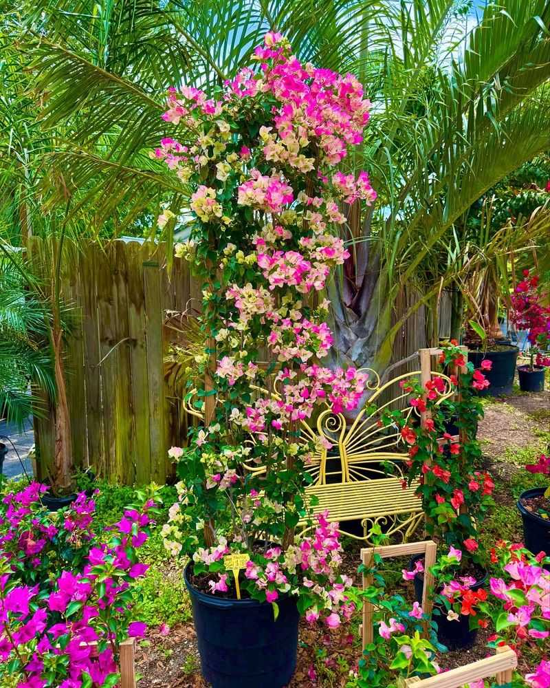 Bougainvillea Cuttings Root Easily In Arizona's Warm Climate