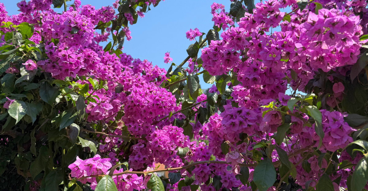 plant (featured image)