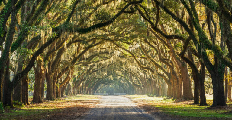8 Beautiful Shade And Flowering Trees That Thrive In Georgia Lawns