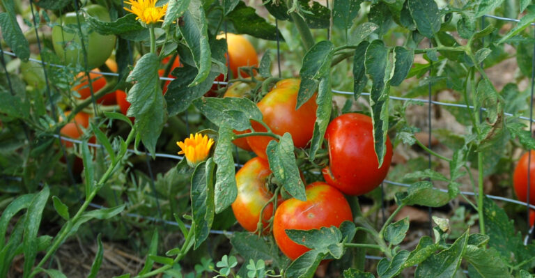 8 Best Companion Plants For Tomatoes In Oregon Gardens