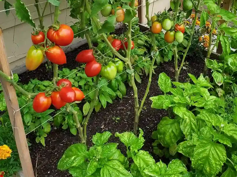 Basil Helps Tomatoes Share Space And Garden Appeal