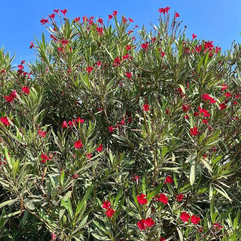 Oleander Grows Fast And Creates A Thick Privacy Screen