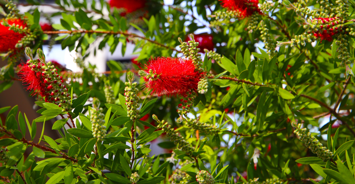 plant (featured image)