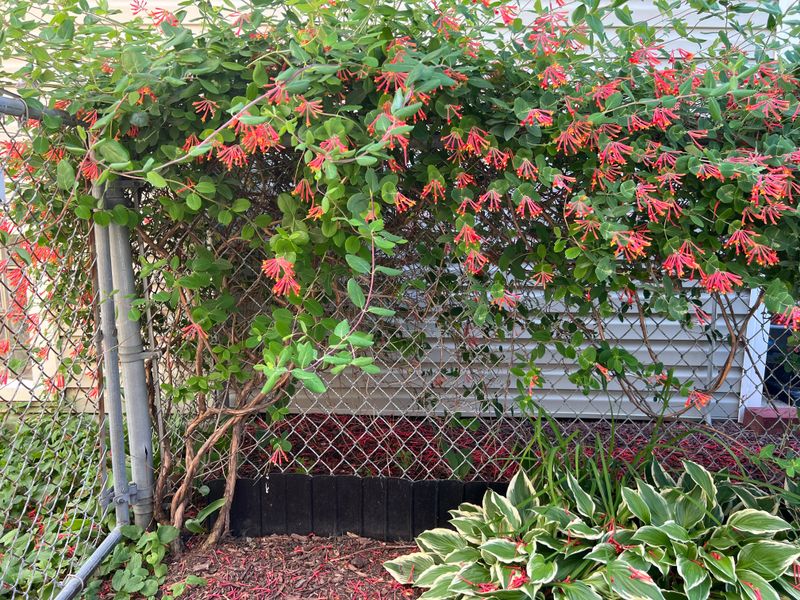 Coral Honeysuckle (Lonicera Sempervirens)