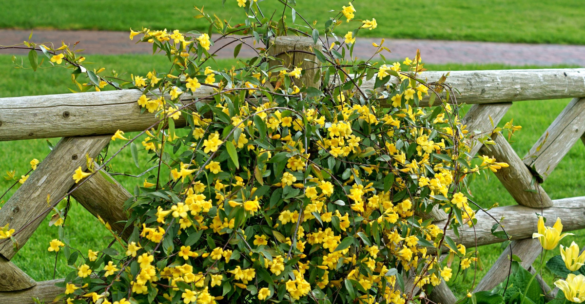 Carolina Jessamine