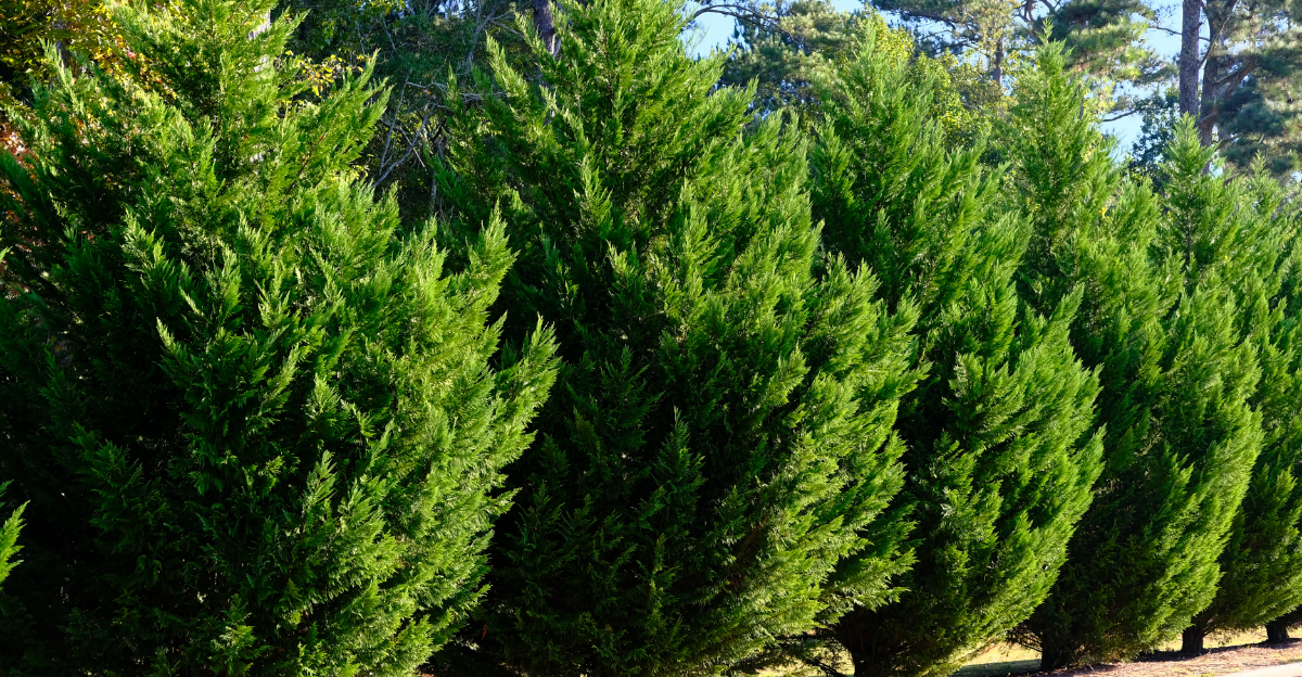 8 Best Trees For Privacy In Georgia Gardens