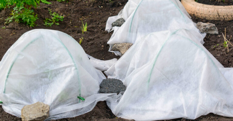 8 Biggest Mistakes North Carolina Gardeners Make After A Frost