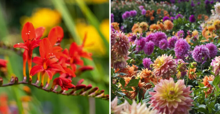 8 Bulbs For A Dreamy Summer Garden In Mississippi