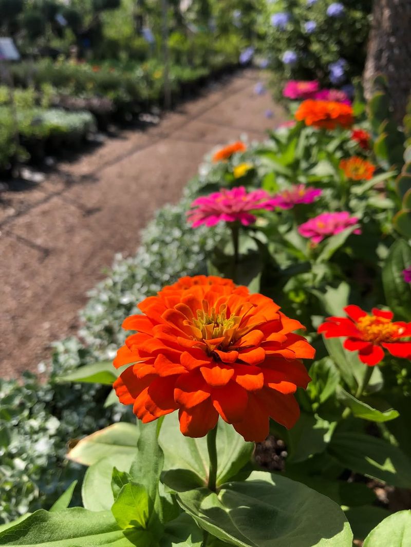 Zinnias (Zinnia Elegans)
