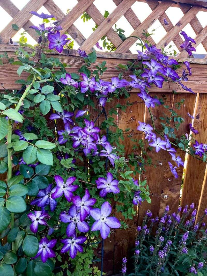 Classic Wooden Lattice Creates A Timeless Climbing Display