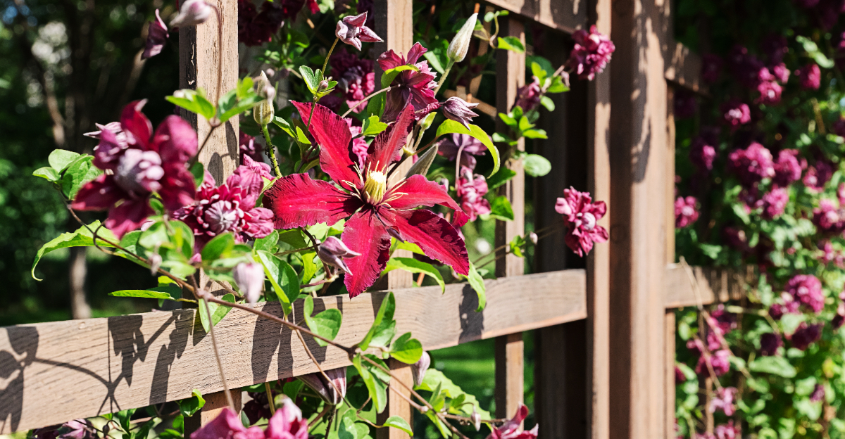 clematis (featured image)