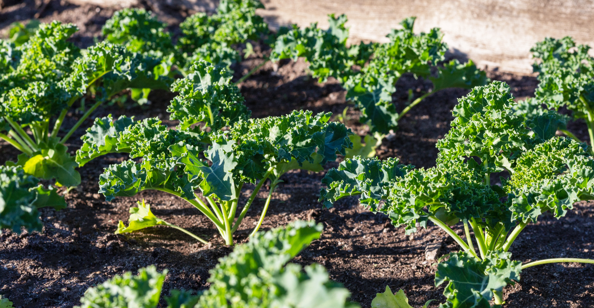 kale in garden