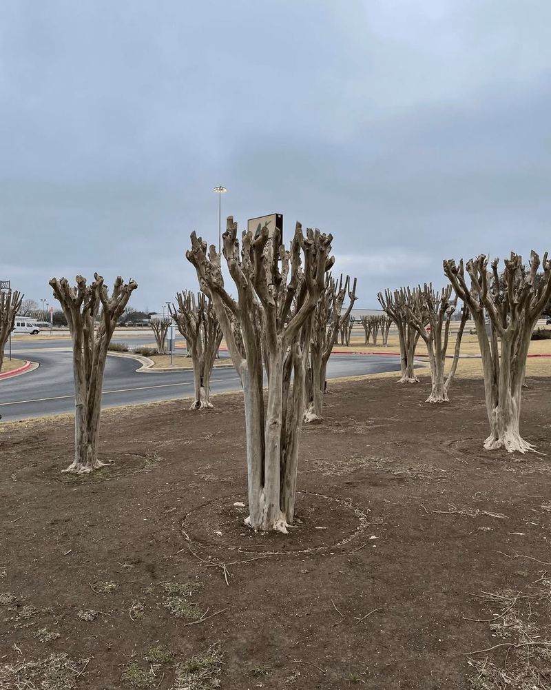 Cutting Trees Back Too Hard In Winter