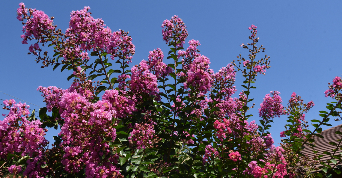 crape myrtle