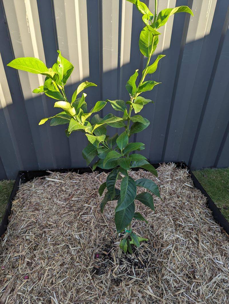 Planting Citrus At The Wrong Time