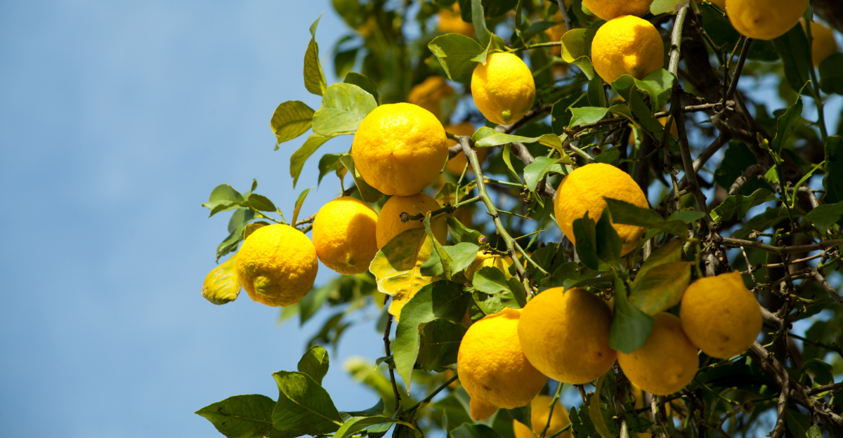 8 Common Mistakes Arizona Gardeners Make With Citrus Trees