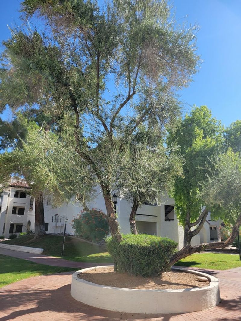 Skipping Local Rules And Allergy Concerns