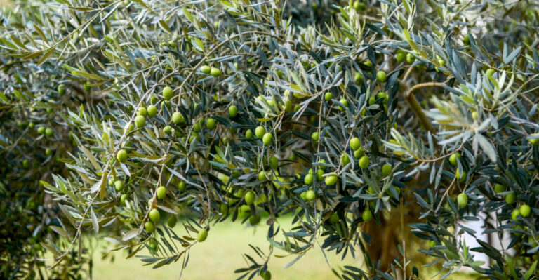 8 Common Mistakes Arizona Gardeners Make With Olive Trees
