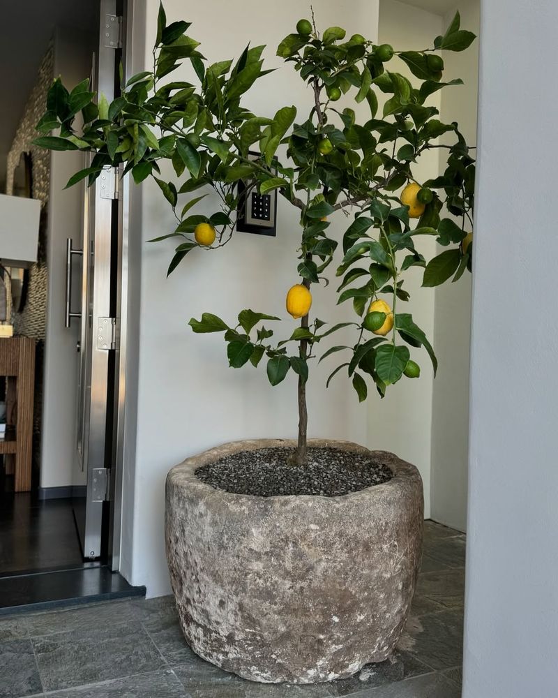 Overlooking Winter Protection Needs In Cold Climates