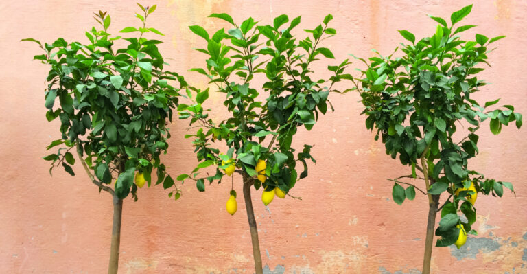 8 Common Mistakes Michigan Gardeners Make With Citrus Trees