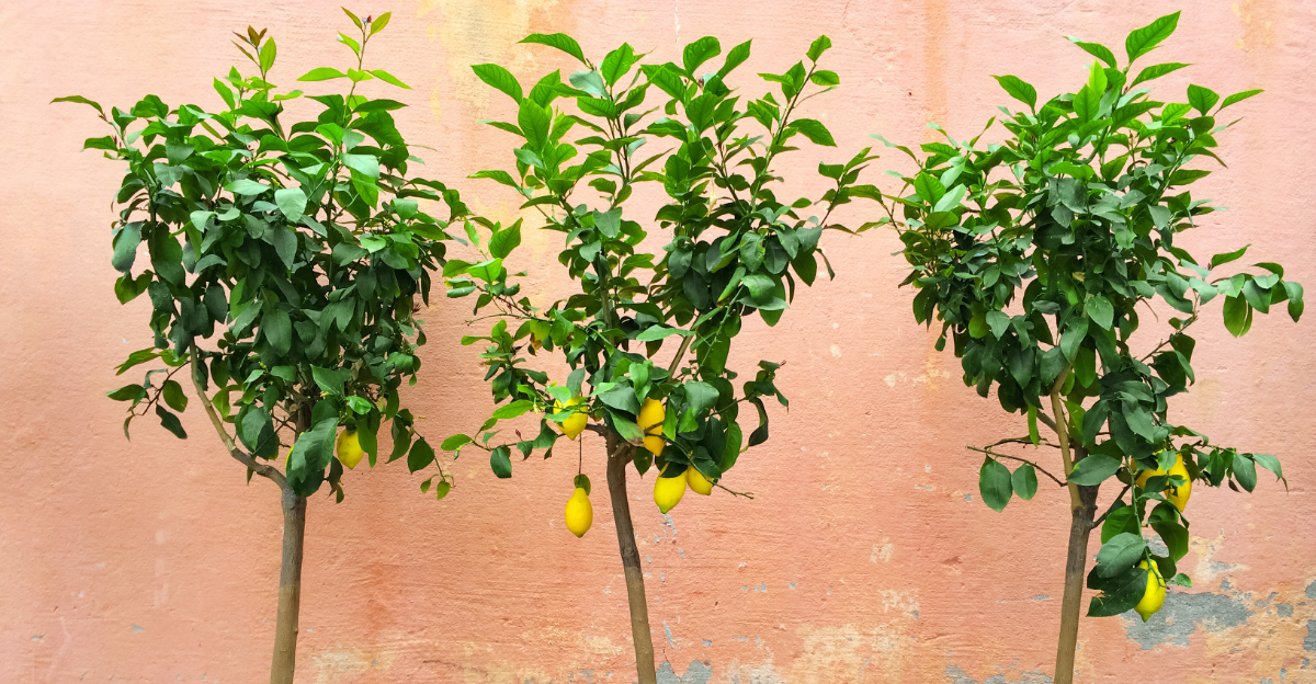 8 Common Mistakes Michigan Gardeners Make With Citrus Trees
