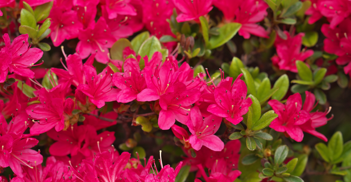 8 Common Mistakes North Carolina Gardeners Make With Azaleas