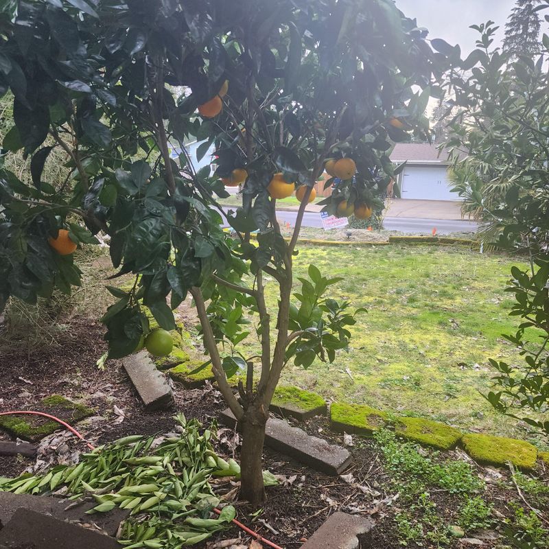 Planting Citrus Trees Outdoors Without Winter Protection