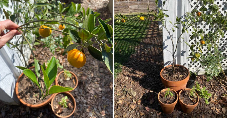 8 Common Mistakes North Carolina Gardeners Make With Citrus Trees