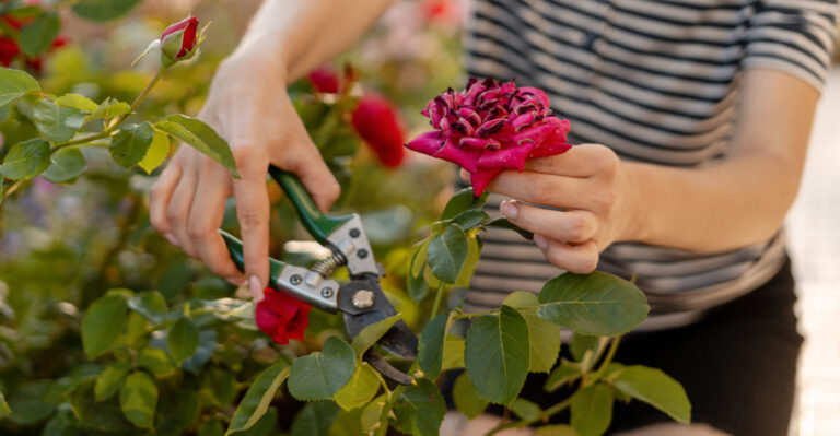 8 Common Mistakes Ohio Gardeners Make With Rose Bushes