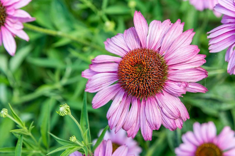 Purple Coneflowers With Strong Roots That Loosen Tough Soil