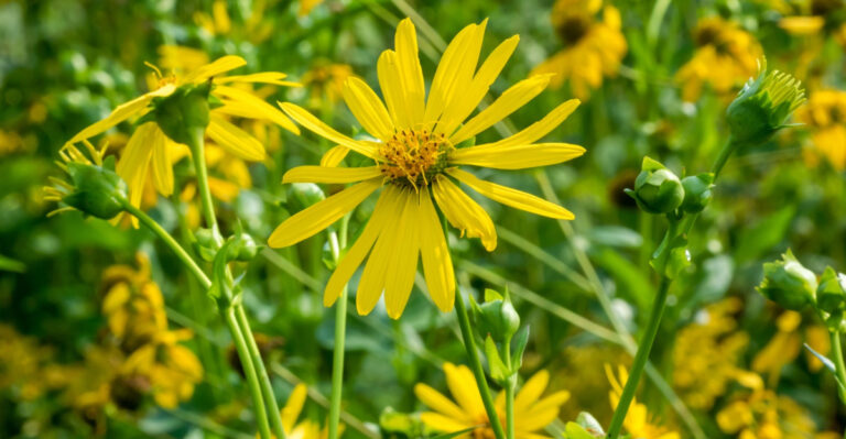 Compass Plant