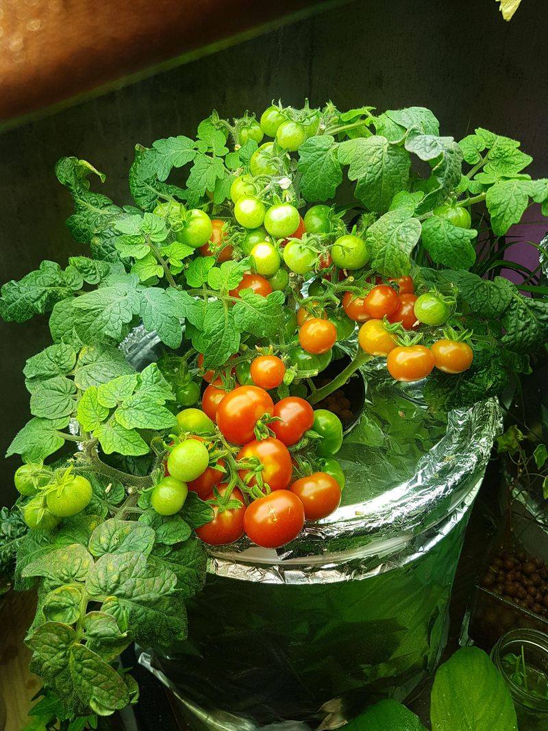Harvest Juicy Tomatoes Straight From Your Water Garden