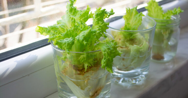 8 Delicious Vegetables California Gardeners Can Grow In Water