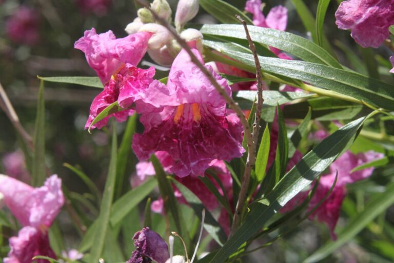 desert willow