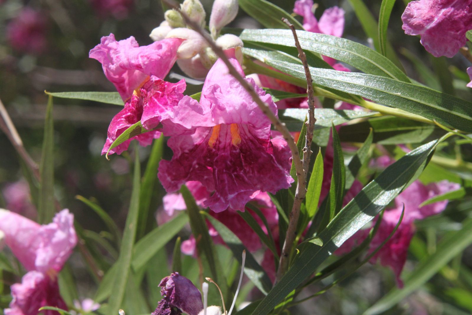 desert willow